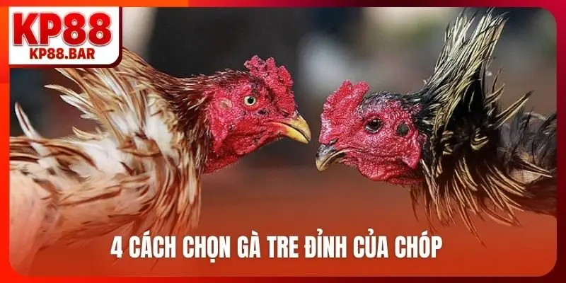 Đá gà tre - Bí quyết chọn chiến kê bất bại mọi đấu trường 4 cách chọn gà tre đỉnh của chóp