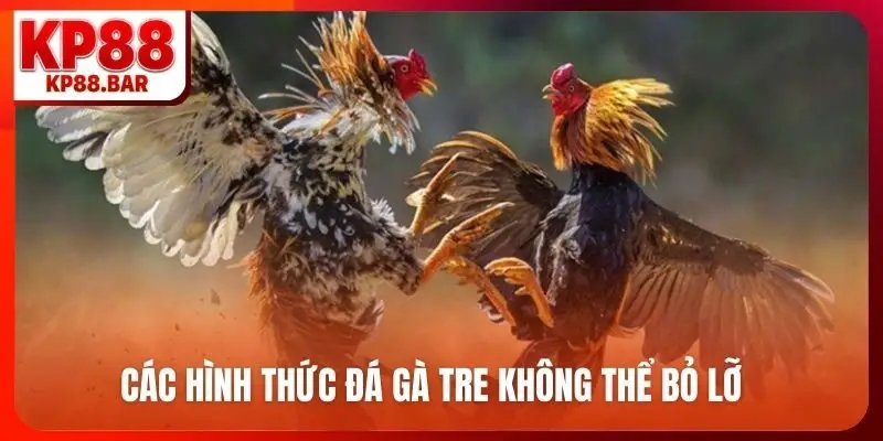 Đá gà tre - Bí quyết chọn chiến kê bất bại mọi đấu trường Các hình thức đá gà tre không thể bỏ lỡ