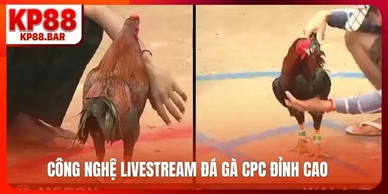 Đá Gà CPC - Sảnh Cược Kịch Tính Bậc Nhất, Ăn Độ Cao Công nghệ livestream đá gà CPC đỉnh cao