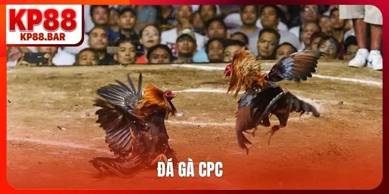 đá gà cpc