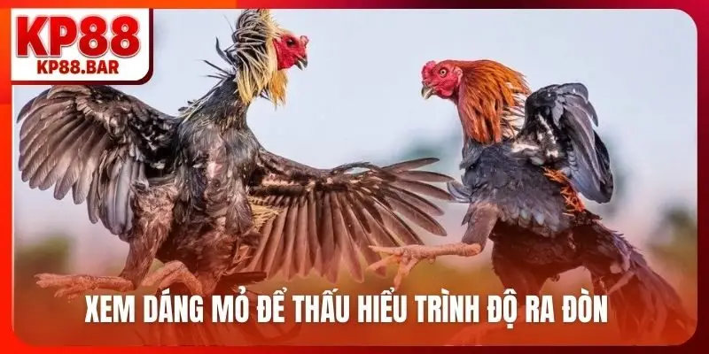 Đá gà tre - Bí quyết chọn chiến kê bất bại mọi đấu trường Xem dáng mỏ để thấu hiểu trình độ ra đòn